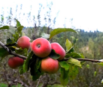 Apple Farming | Aapli Mayboli